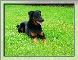 Beauceron, soczysta, trawa